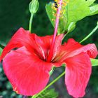 Hibiskus