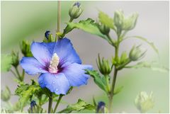 Hibiskus