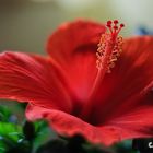 Hibiskus