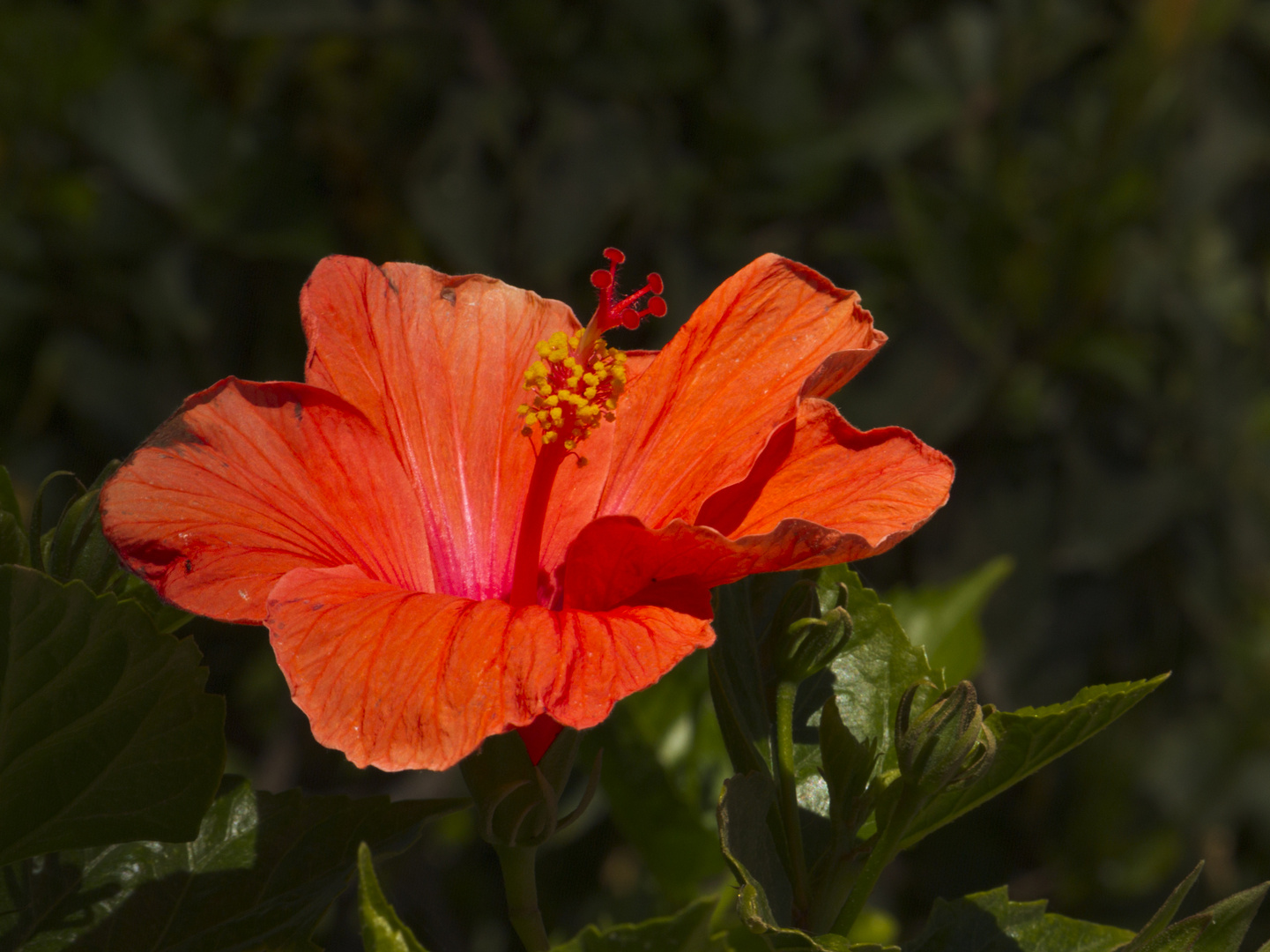 Hibiskus