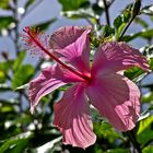 Hibiskus