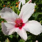 Hibiskus