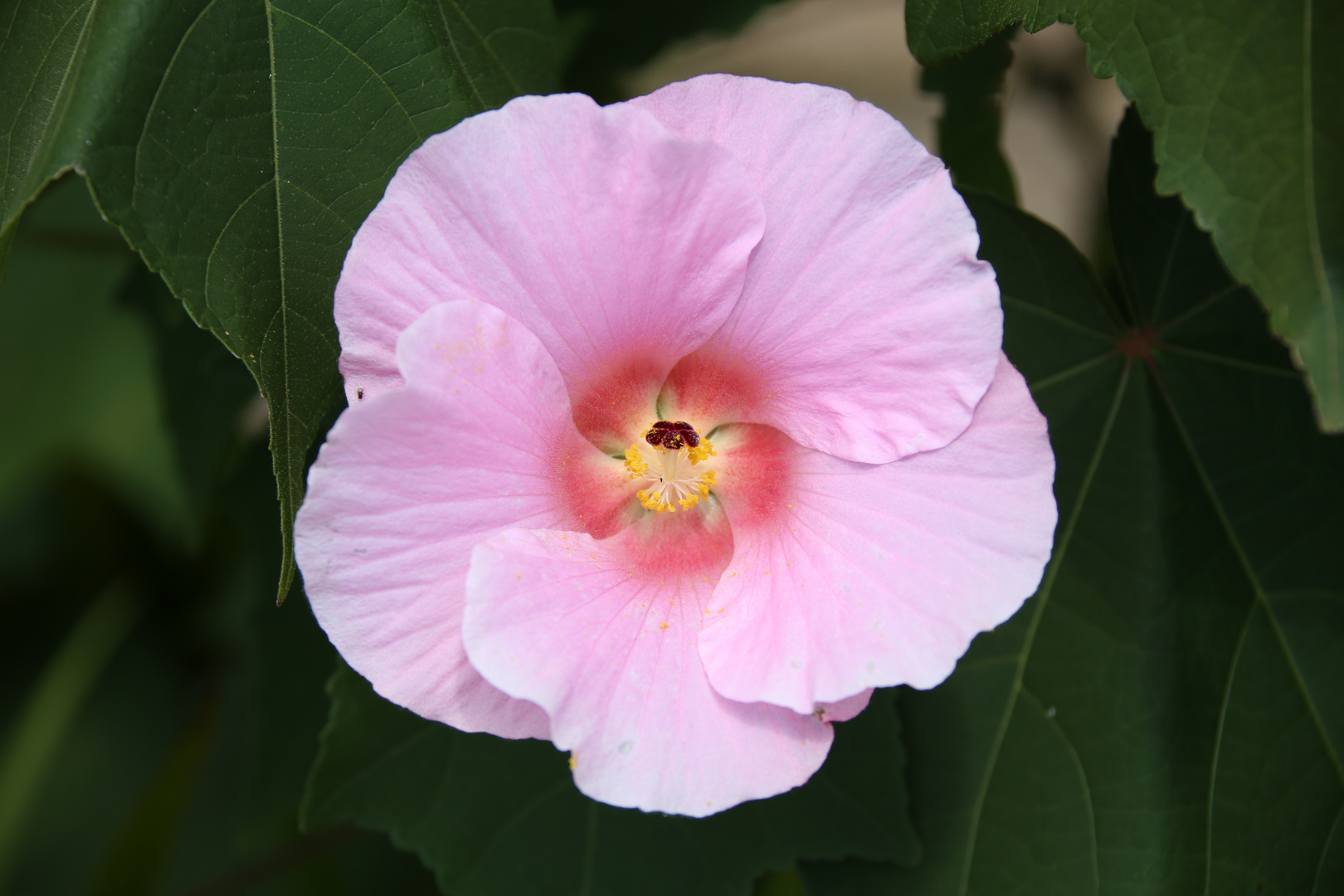 Hibiskus