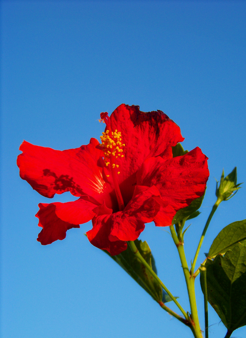 hibiskus