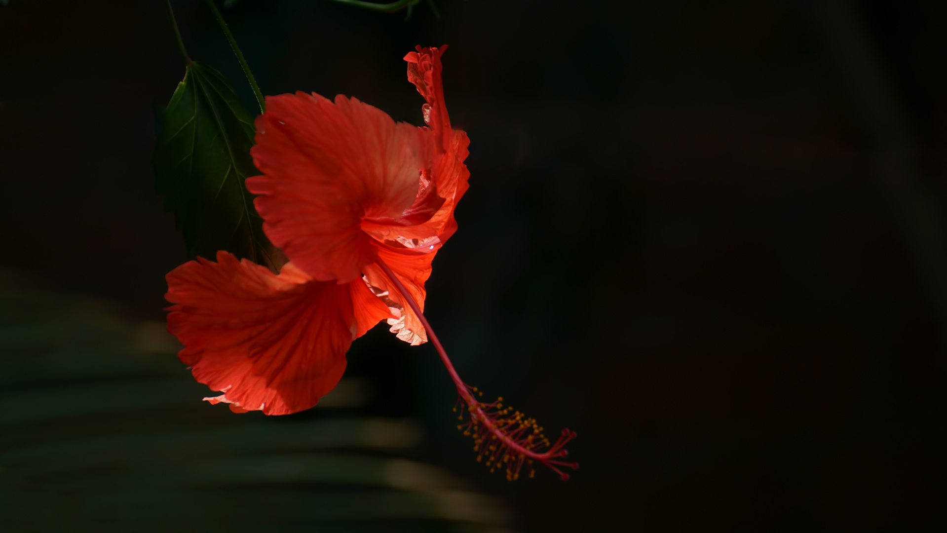 Hibiskus