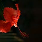 Hibiskus