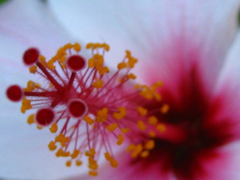 Hibiskus