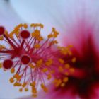 Hibiskus