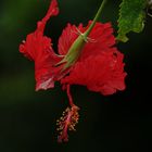 Hibiskus (Florida)