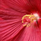 Hibiskus, ganz nah