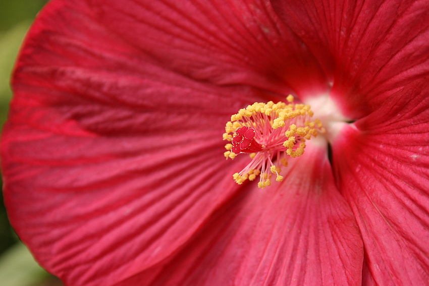 Hibiskus, ganz nah