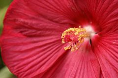 Hibiskus, ganz nah