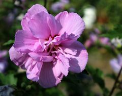 Hibiskus ganz nah