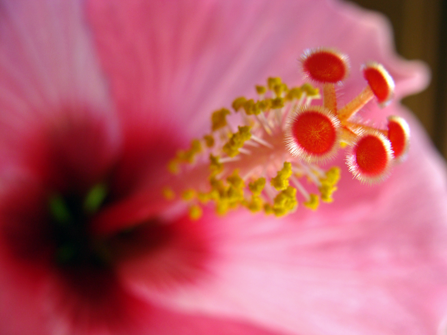 Hibiskus ganz nah