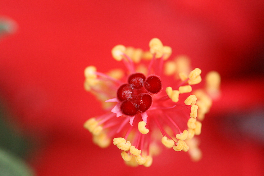 Hibiskus ganz nah