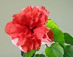 Hibiskus gefüllt