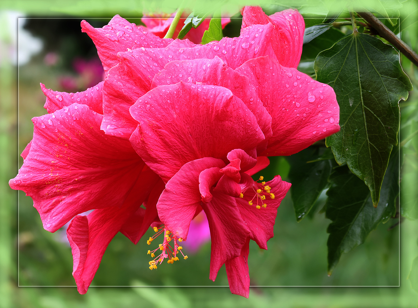 Hibiskus gefüllt im Regen..