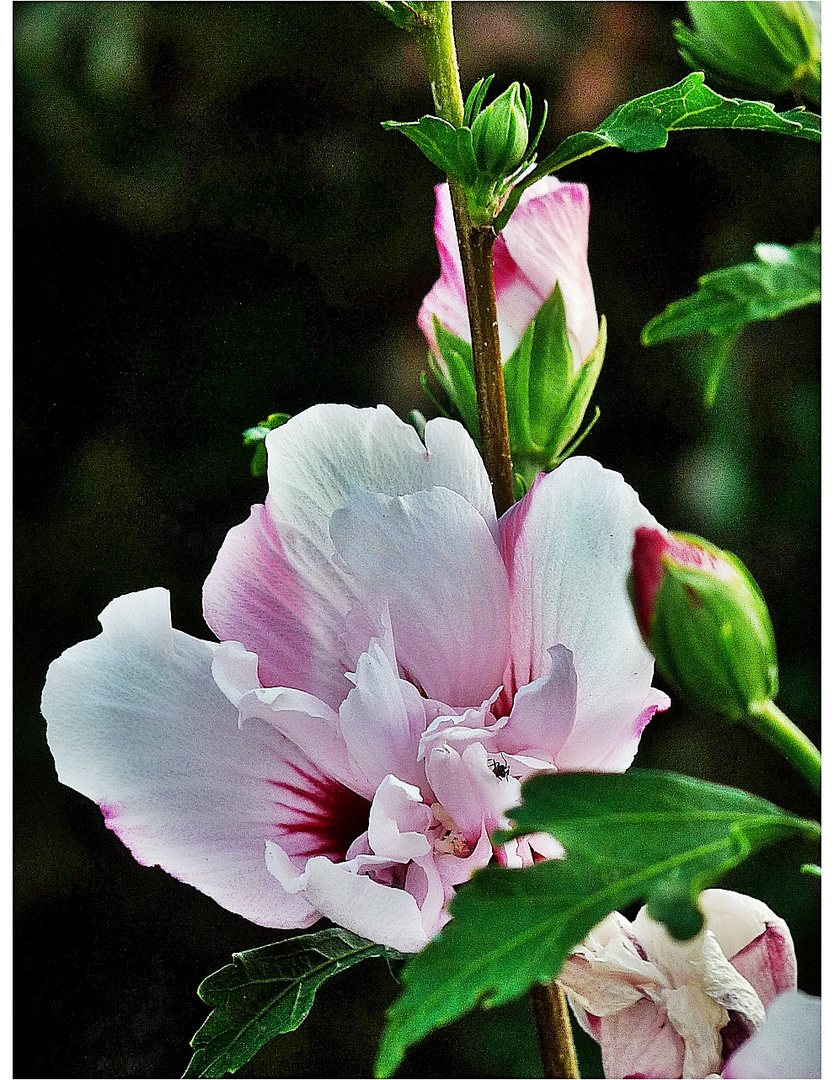 Hibiskus gefüllt weiß / rosa