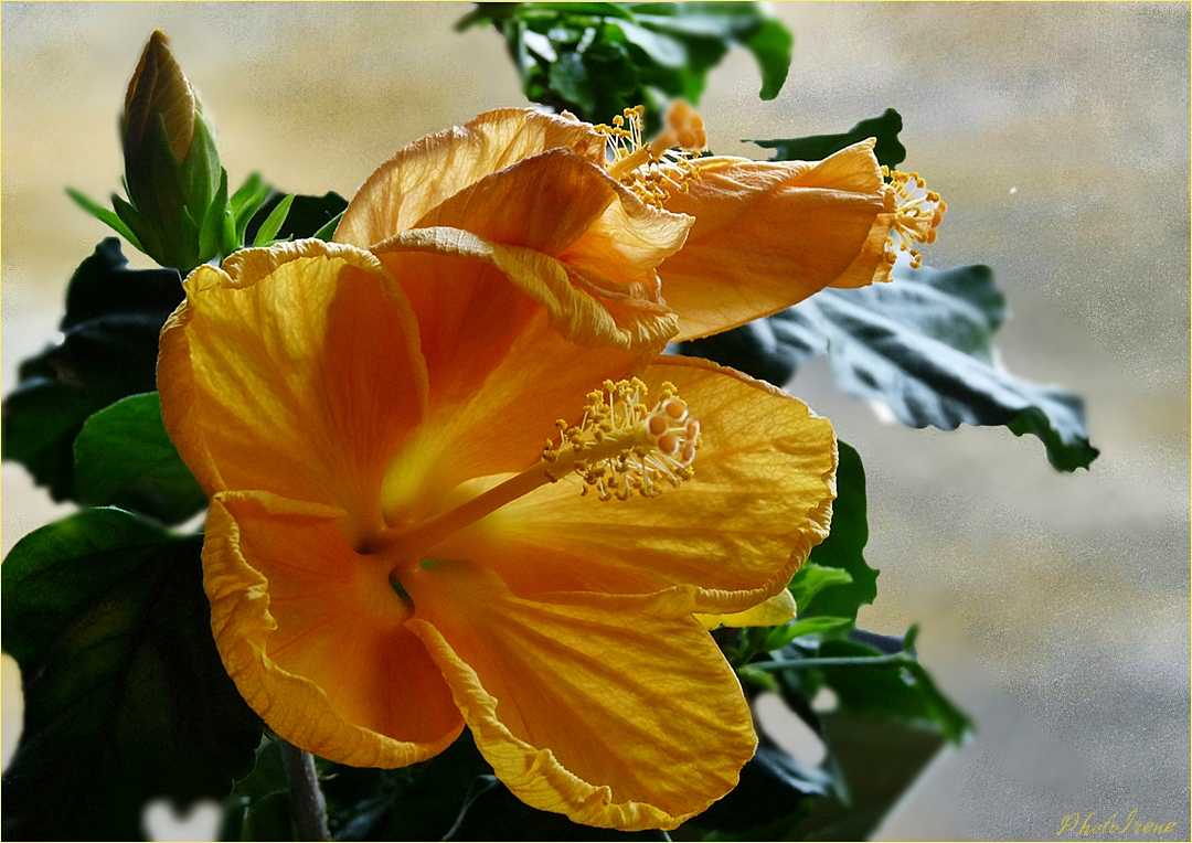 Hibiskus gelb