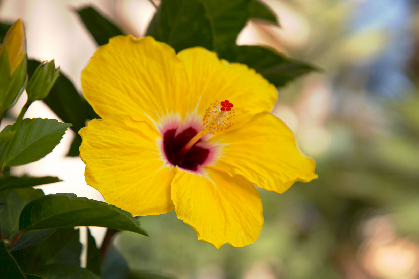 Hibiskus (gelb) Foto & Bild pflanzen, pilze & flechten, blüten