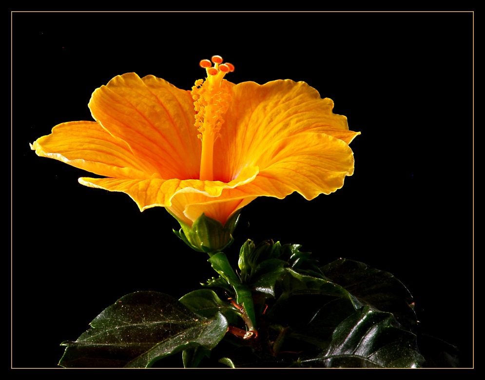 Hibiskus gelborange