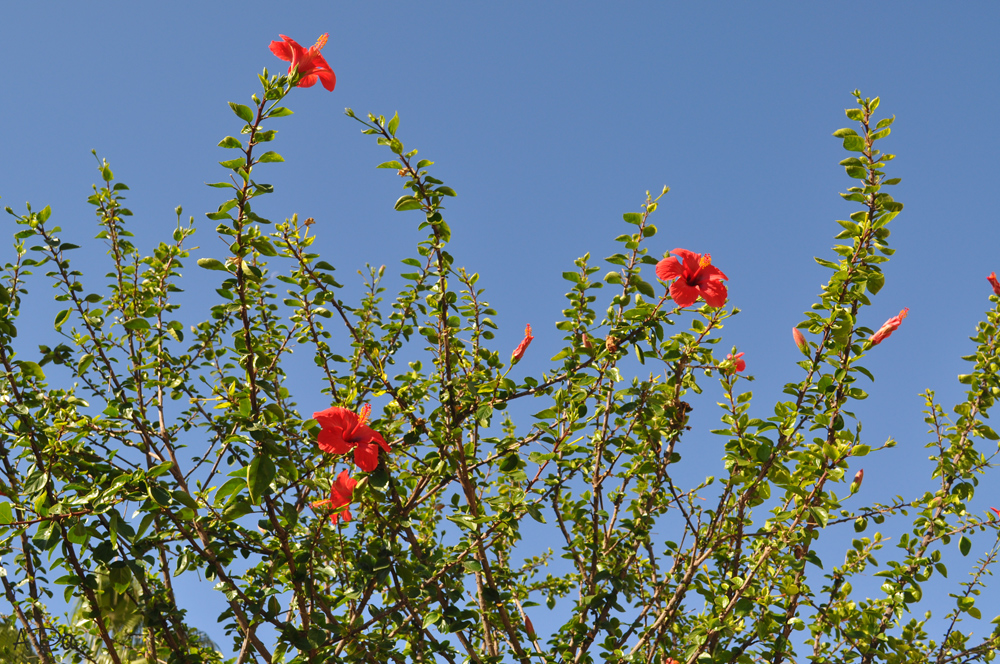 Hibiskus gen Himmel