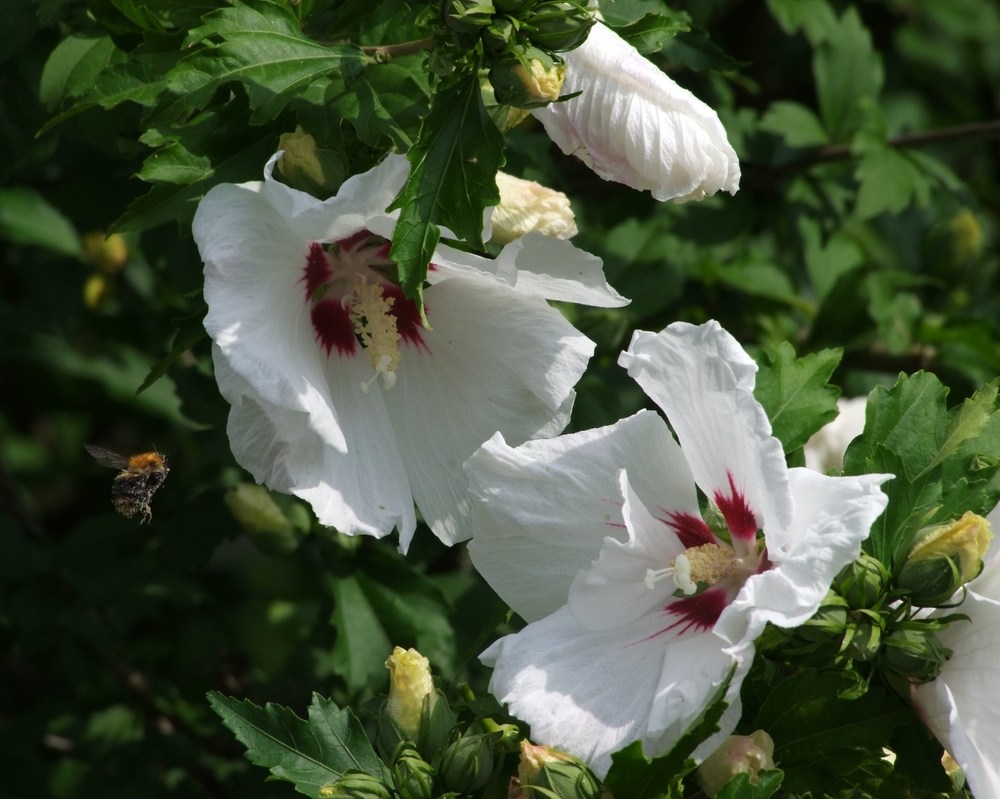 Hibiskus. Gestern, heute und nächstes Jahr...