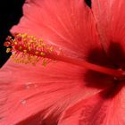 Hibiskus (H. rosa sinensis)