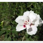 Hibiskus hat Besuch