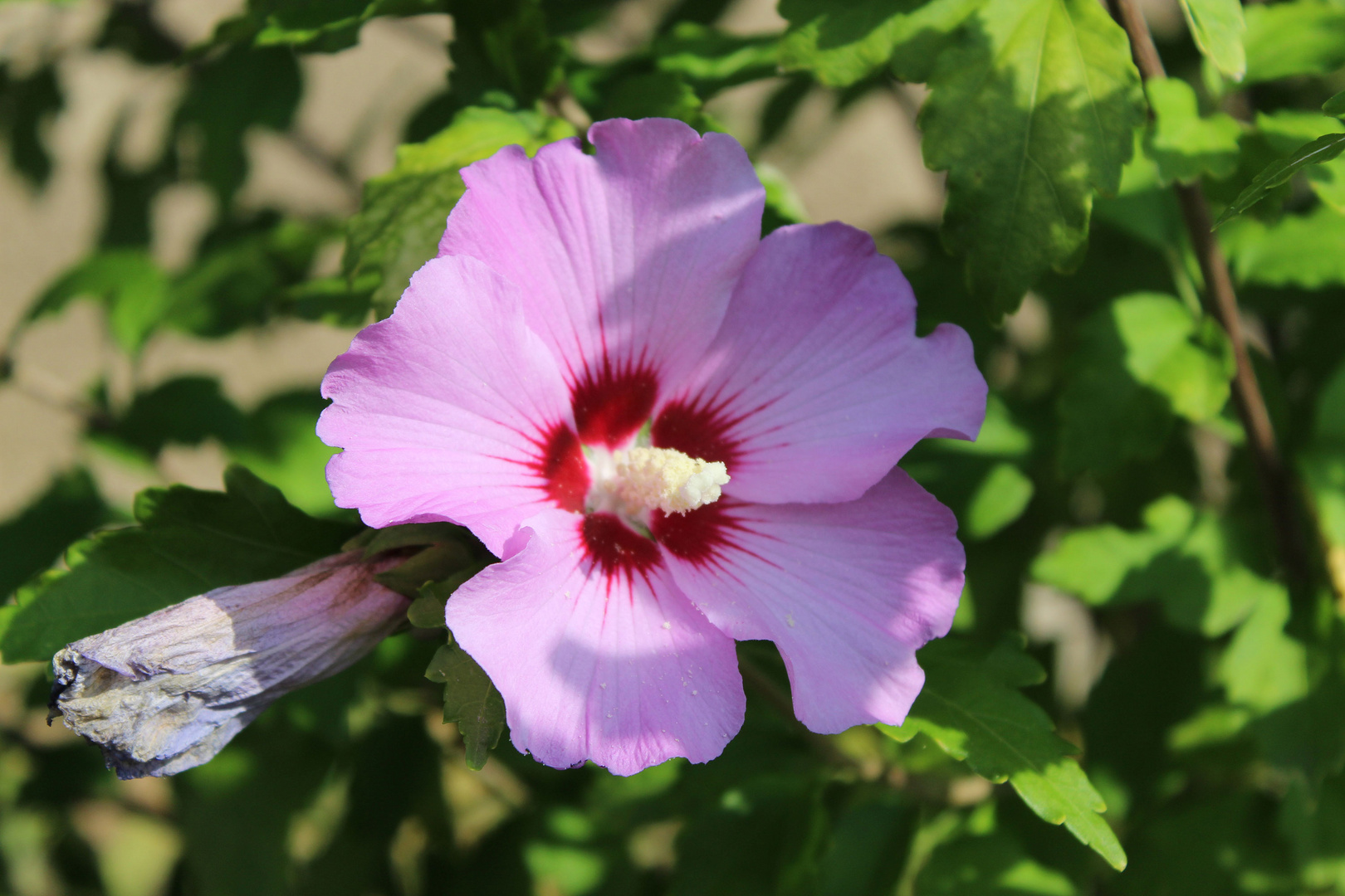 Hibiskus hat docheine tolle Blüte