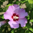 Hibiskus hat docheine tolle Blüte