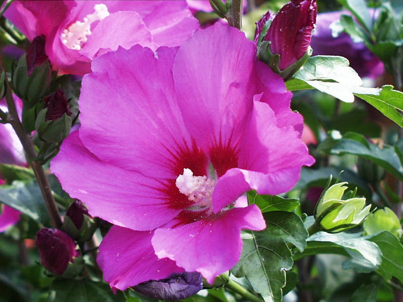 Hibiskus hat sich entfaltet Foto & Bild pflanzen, pilze & flechten