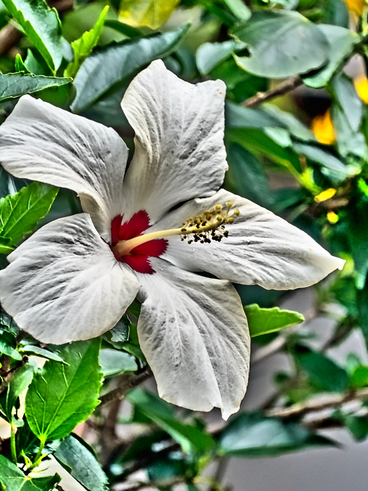 Hibiskus HDR