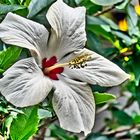 Hibiskus HDR