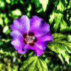 Hibiskus HDR