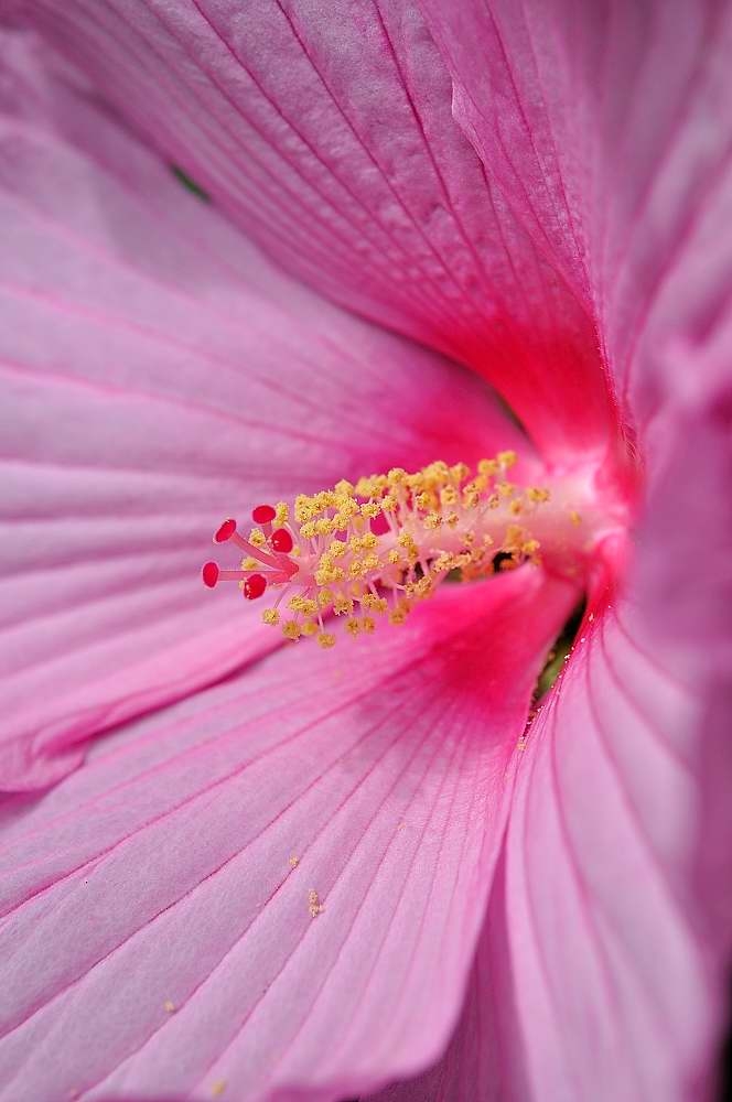 Hibiskus heute morgen