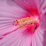 Hibiskus heute morgen