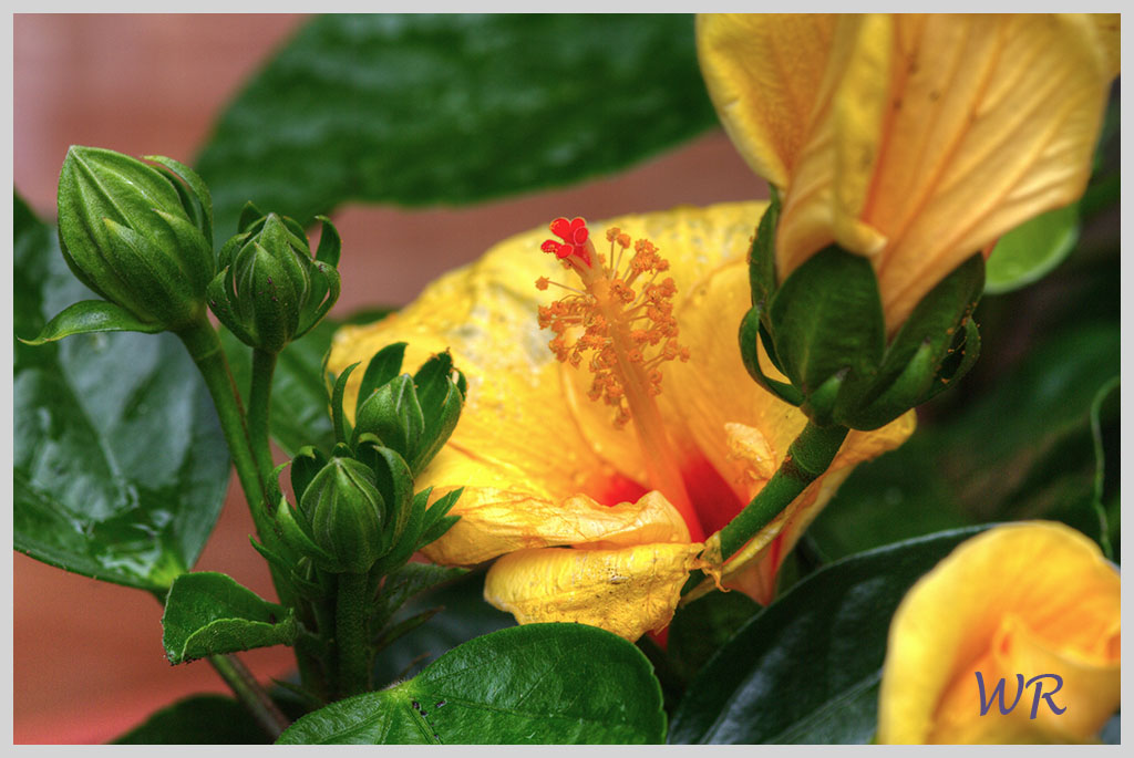 Hibiskus (Hibiscus)