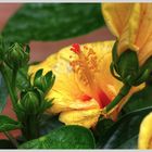 Hibiskus (Hibiscus)