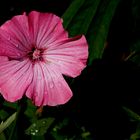 Hibiskus (Hibiscus)... 