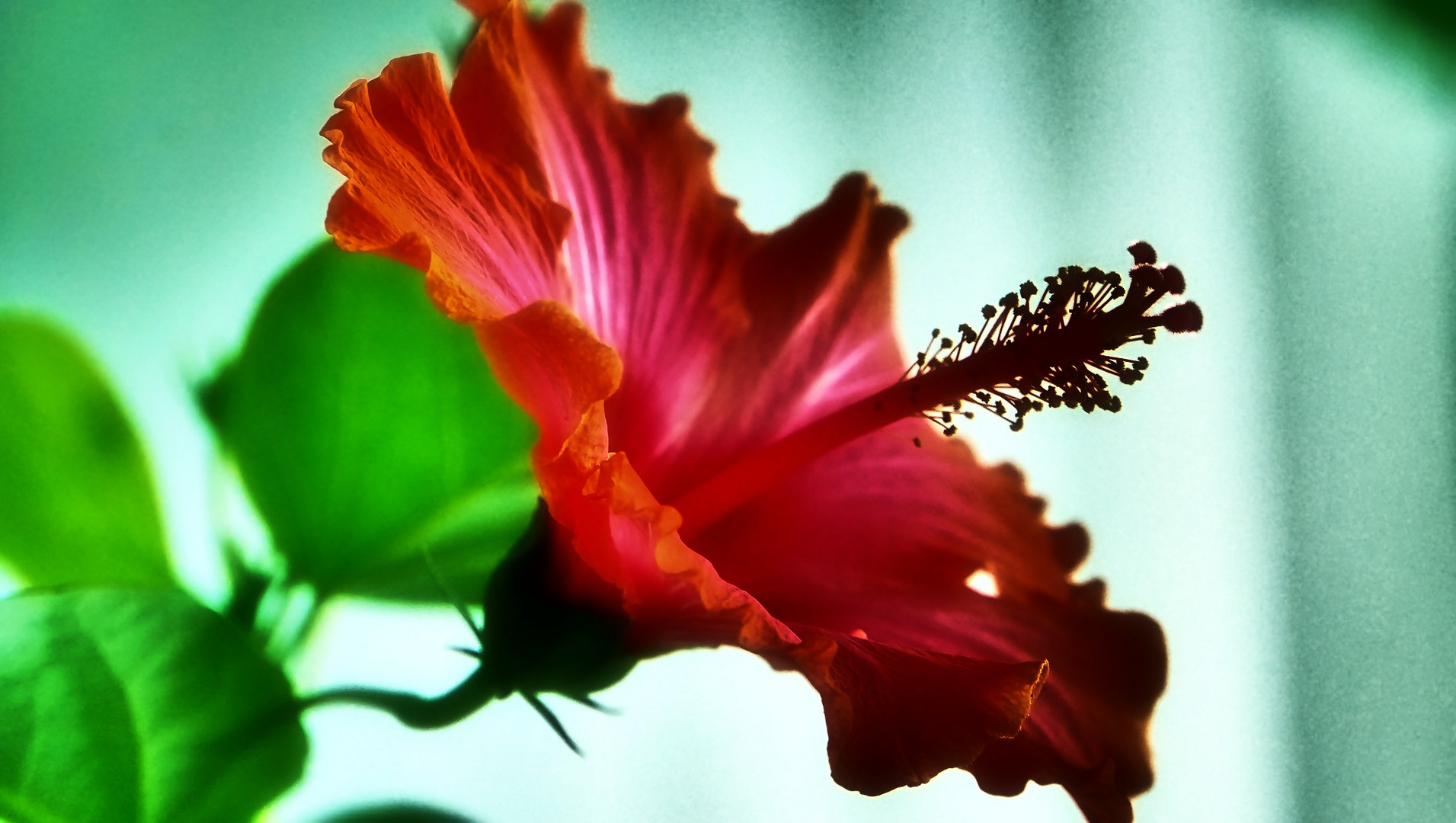 Hibiskus (Hibiscus)