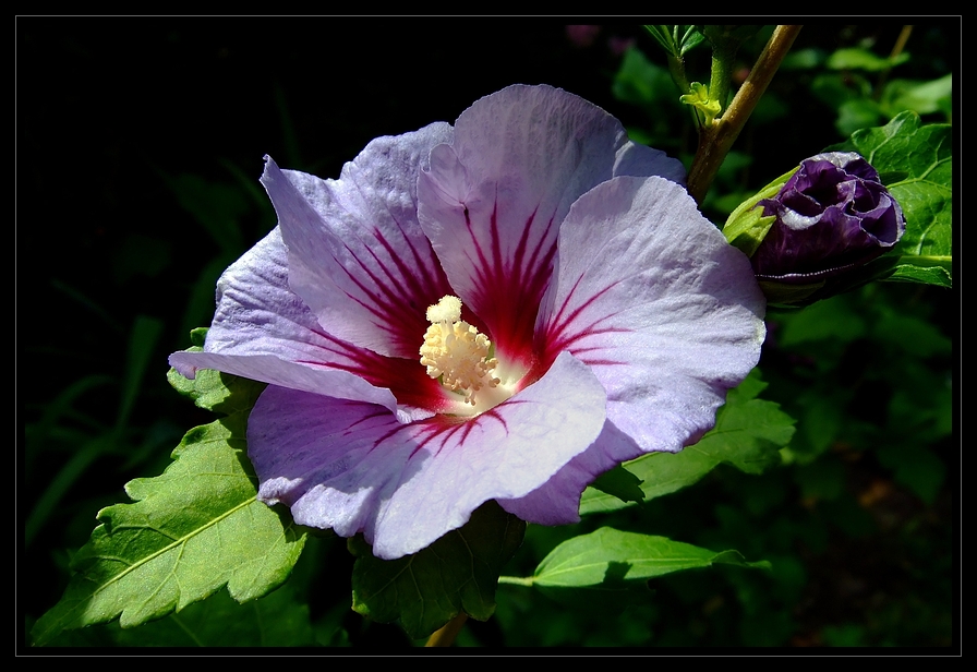 Hibiskus * (Hibiscus)