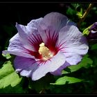 Hibiskus * (Hibiscus)