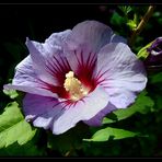 Hibiskus * (Hibiscus)