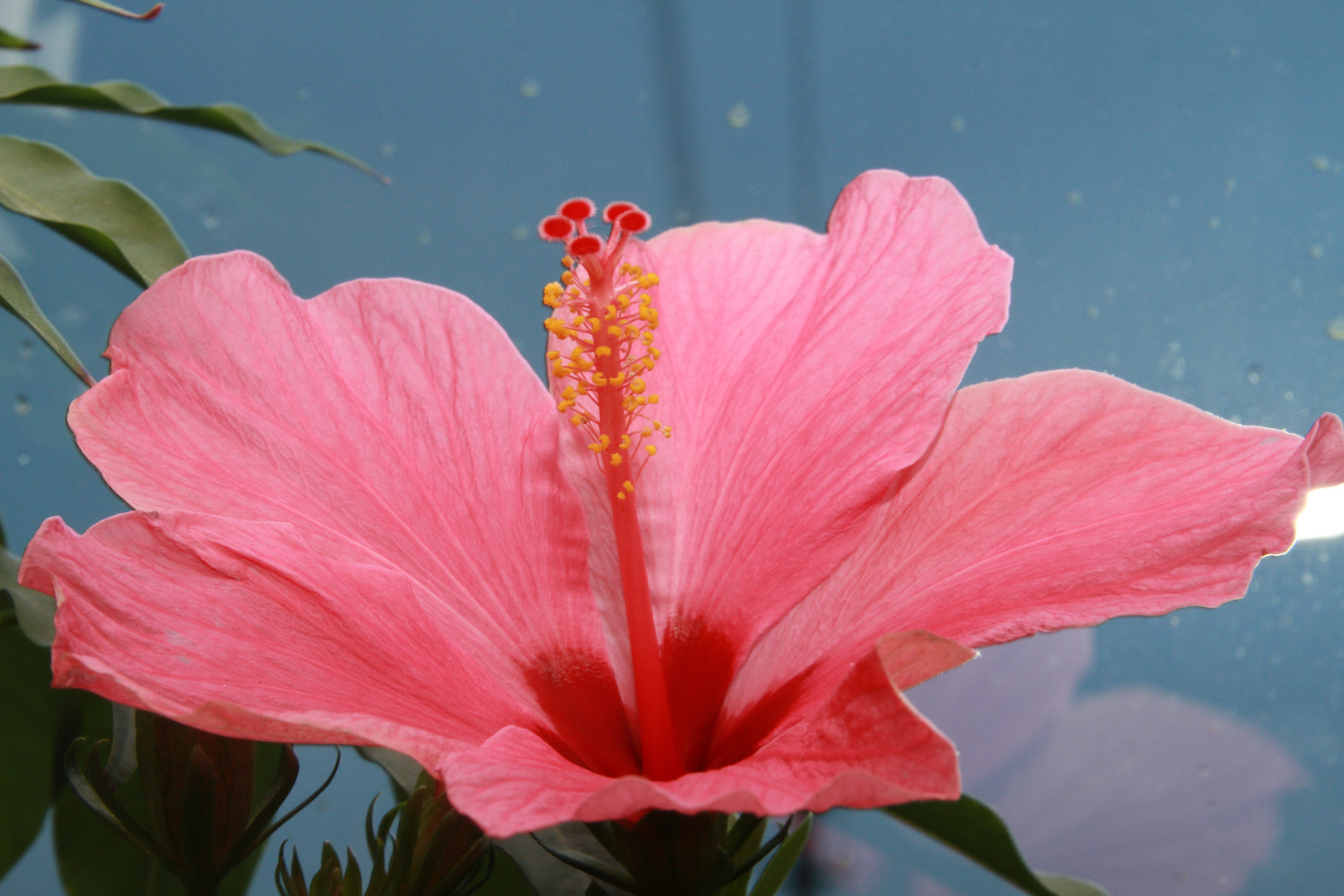 Hibiskus (Hibiscus) – auf Deutsch Eibisch