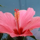 Hibiskus (Hibiscus) – auf Deutsch Eibisch