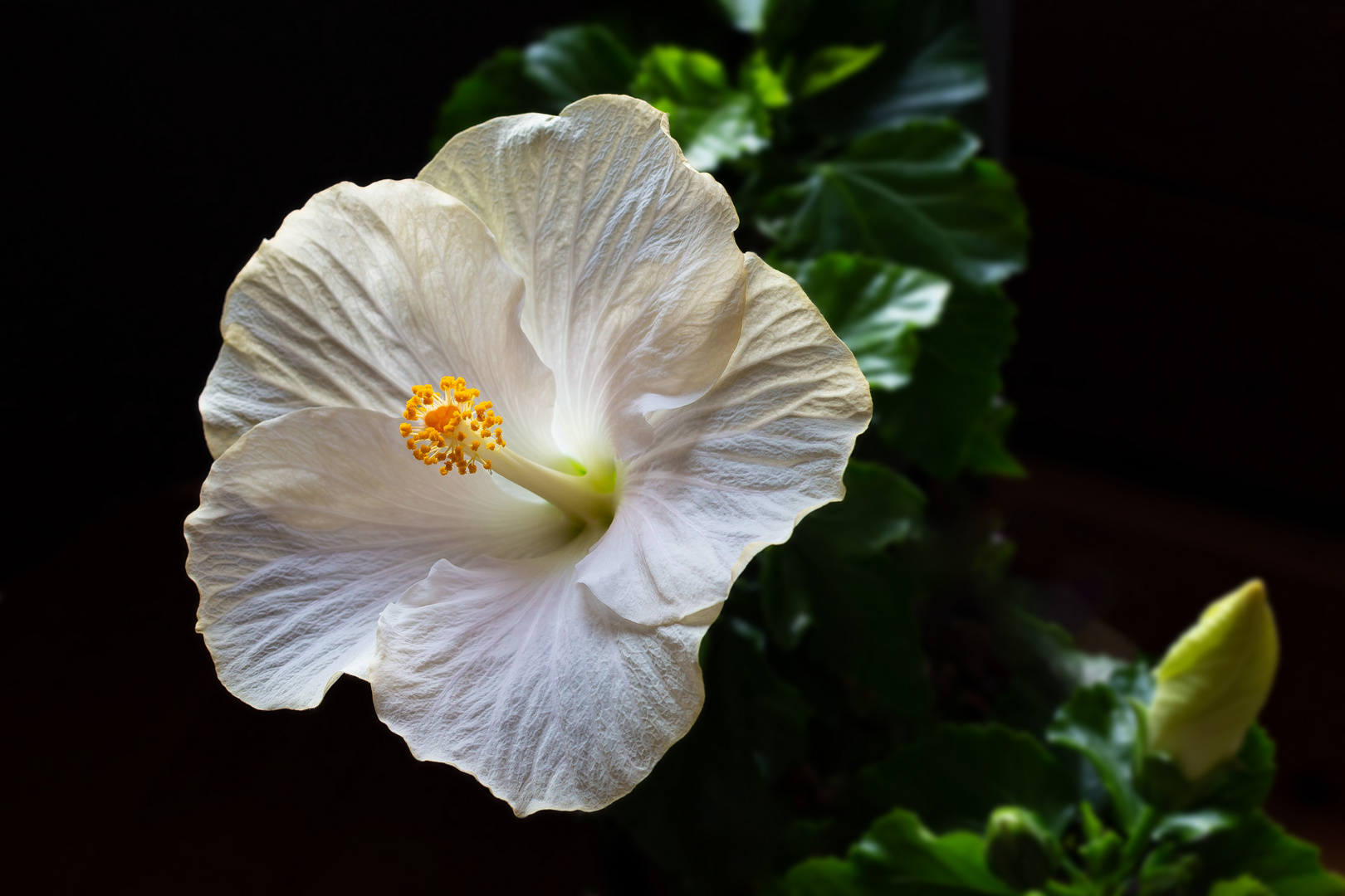 Hibiskus (Hibiscus) 