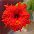 Hibiskus - Hibiscus - Eibisch