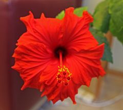 Hibiskus - Hibiscus - Eibisch