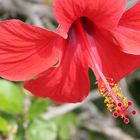 Hibiskus - Hibiscus - Eibisch